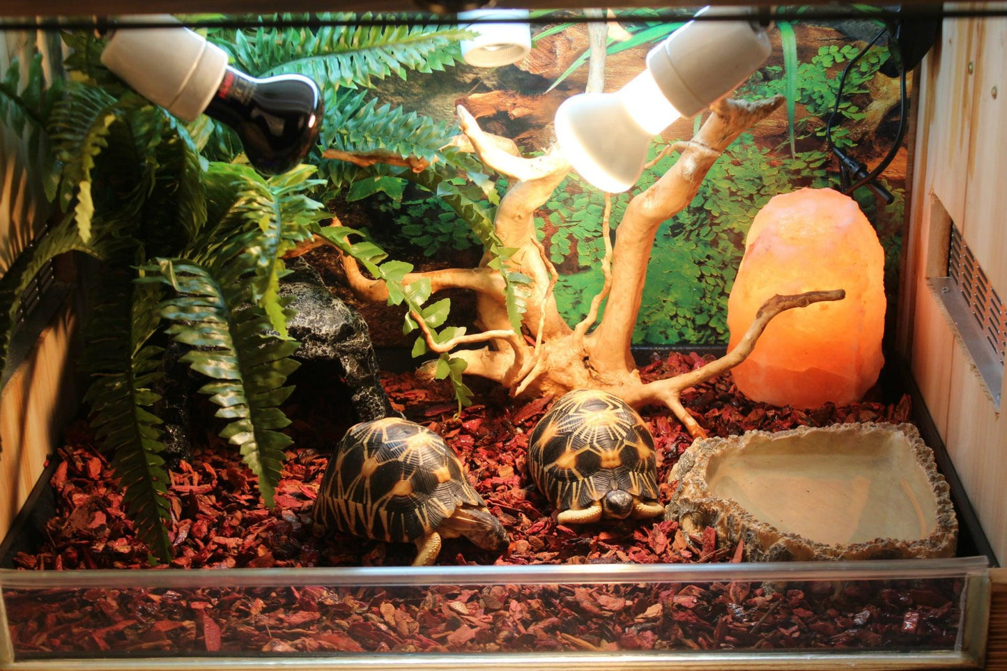 Resin Reptile Hideout Cave - Big Mouth Edition